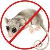 Possum Removal Newtown